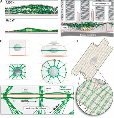 Editorial: The wetware credentials of intermediate filaments involves coordinating, organising and networking in cells and tissues